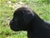 Cucciolo